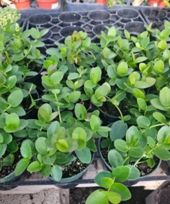 Hoya Cunninghamia | 2in pot | 4in pot | hoya cuttings