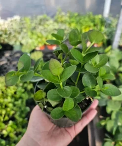 Hoya Cunninghamia | 2in pot | 4in pot | hoya cuttings