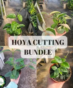 Hoya Cutting Bundle | Krinkle Hoya | Hoya Shooting Star | Hoya Tricolor | Hoya Mathilde | Unrooted cutting | Rooted cutting