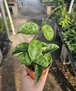 Hoya Cutting Bundle | Krinkle Hoya | Hoya Shooting Star | Hoya Tricolor | Hoya Mathilde | Unrooted cutting | Rooted cutting