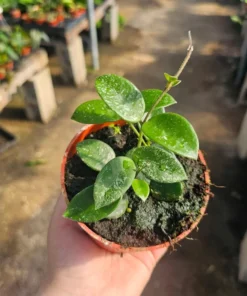 Hoya Cutting Bundle | Krinkle Hoya | Hoya Shooting Star | Hoya Tricolor | Hoya Mathilde | Unrooted cutting | Rooted cutting