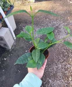 Hoya Cutting Bundle | Krinkle Hoya | Hoya Shooting Star | Hoya Tricolor | Hoya Mathilde | Unrooted cutting | Rooted cutting