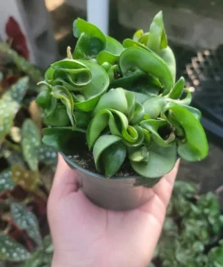 Hoya Hindu Rope | Hoya Carnosa Compacta Green | Hindu Rope Plant | 3in pot | 4in pot