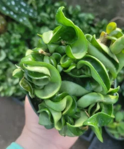 Hoya Hindu Rope | Hoya Carnosa Compacta Green | Hindu Rope Plant | 3in pot | 4in pot