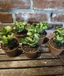 Hoya Hindu Rope | Hoya Carnosa Compacta Green | Hindu Rope Plant | 3in pot | 4in pot