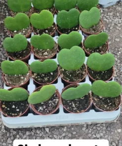 Hoya Kerii Hearts 2in pot