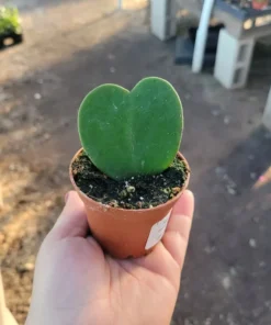 Hoya Kerii Hearts 2in pot