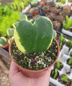 Hoya Kerii Variegated Hearts | 2in pot | 4in pot