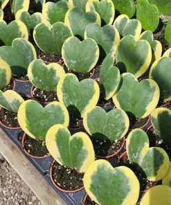 Hoya Kerii Variegated Hearts | 2in pot | 4in pot