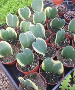 Hoya Kerii Variegated Hearts | 2in pot | 4in pot