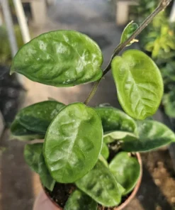 Hoya Krinkle | Ripple Hoya | Crinkle Hoya | Hoya Carnosa | Multiple Sizes | 2in pot | 4in pot