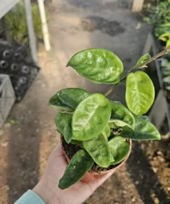 Hoya Krinkle | Ripple Hoya | Crinkle Hoya | Hoya Carnosa | Multiple Sizes | 2in pot | 4in pot