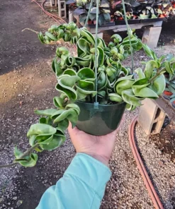 Hoya Rope Variegated | 2in pot | 4in pot | Rooted Cutting | 6in pot