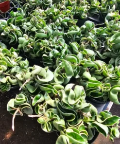Hoya Rope Variegated | 2in pot | 4in pot | Rooted Cutting | 6in pot