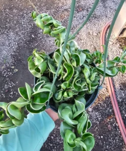 Hoya Rope Variegated | 2in pot | 4in pot | Rooted Cutting | 6in pot