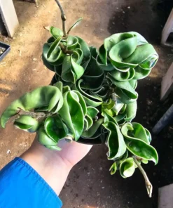 Hoya Rope Variegated | 2in pot | 4in pot | Rooted Cutting | 6in pot