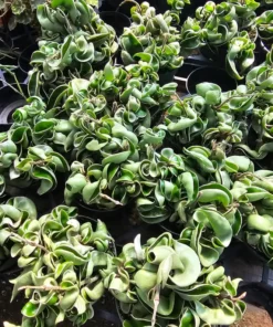 Hoya Rope Variegated | 2in pot | 4in pot | Rooted Cutting | 6in pot