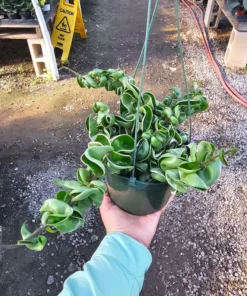 Hoya Rope Variegated | 2in pot | 4in pot | Rooted Cutting | 6in pot