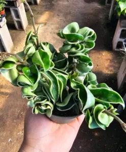 Hoya Rope Variegated | 2in pot | 4in pot | Rooted Cutting | 6in pot