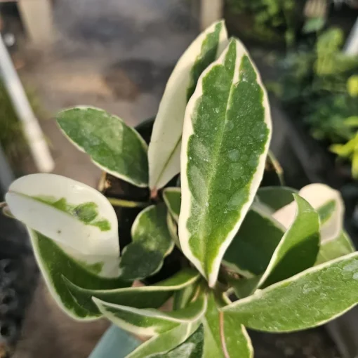 Hoya Tricolor | Hoya Carnosa | Multiple Sizes | 2in pot | 4in pot