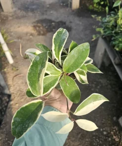 Hoya Tricolor | Hoya Carnosa | Multiple Sizes | 2in pot | 4in pot