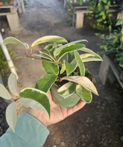 Hoya Tricolor | Hoya Carnosa | Multiple Sizes | 2in pot | 4in pot