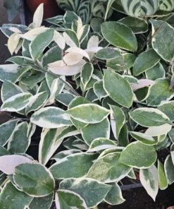 Hoya Tricolor | Hoya Carnosa | Multiple Sizes | 2in pot | 4in pot