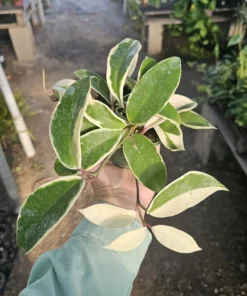Hoya Tricolor | Hoya Carnosa | Multiple Sizes | 2in pot | 4in pot