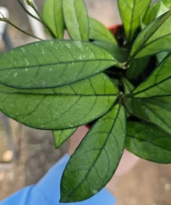Hoya crassipetiolata | 2in pot | 4in pot