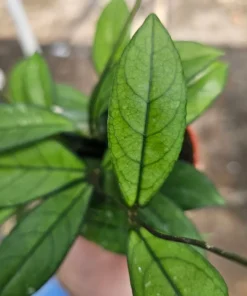 Hoya crassipetiolata | 2in pot | 4in pot