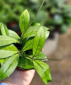 Hoya crassipetiolata | 2in pot | 4in pot