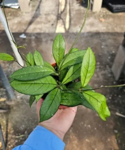 Hoya crassipetiolata | 2in pot | 4in pot