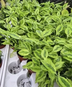 Jacob's Ladder Pedilanthus | Pedilanthus Tithymaloides | Devi's Backbone | 3in pot