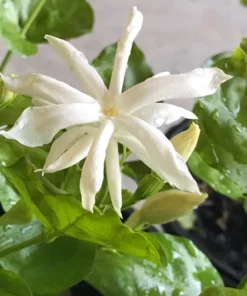 Jasmine Belle of India - Live White Jasmine Plant in Pot, Fragrant Flowering Plant