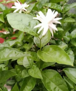Jasmine Belle of India - Live White Jasmine Plant in Pot, Fragrant Flowering Plant