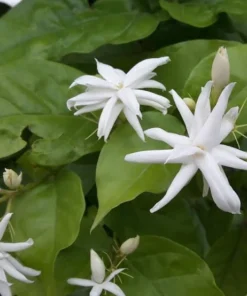 Jasmine Belle of India - Live White Jasmine Plant in Pot, Fragrant Flowering Plant