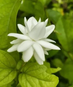 Jasmine Belle of India - Live White Jasmine Plant in Pot, Fragrant Flowering Plant