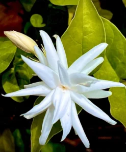 Jasmine Belle of India - Live White Jasmine Plant in Pot, Fragrant Flowering Plant
