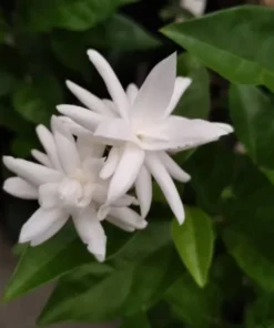 Jasmine Belle of India - Live White Jasmine Plant in Pot, Fragrant Flowering Plant