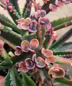 Kalanchoe Pink Butterfly, Variegated Succulent, Rare Succulent, 2in' pot