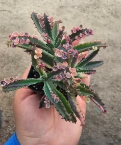 Kalanchoe Pink Butterfly, Variegated Succulent, Rare Succulent, 2in' pot