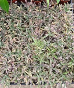 Kalanchoe Pink Butterfly, Variegated Succulent, Rare Succulent, 2in' pot