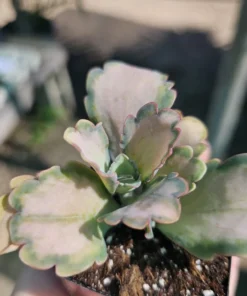 Kalanchoe Stained Glass | Pink Kalanchoe | Rare Kalanchoe | Variegated Succulent | 2in pot | 4in pot