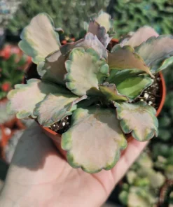 Kalanchoe Stained Glass | Pink Kalanchoe | Rare Kalanchoe | Variegated Succulent | 2in pot | 4in pot