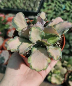 Kalanchoe Stained Glass | Pink Kalanchoe | Rare Kalanchoe | Variegated Succulent | 2in pot | 4in pot