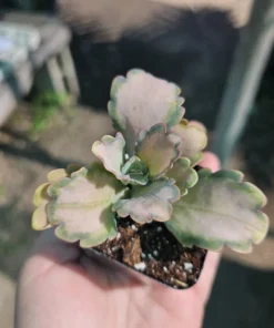 Kalanchoe Stained Glass | Pink Kalanchoe | Rare Kalanchoe | Variegated Succulent | 2in pot | 4in pot