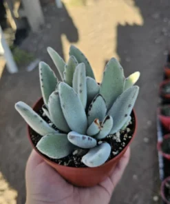 Kalanchoe Tomentosa Panda Plant | Kalanchoe Panda Plant | Rare Succulent | 2in pot | 4in pot