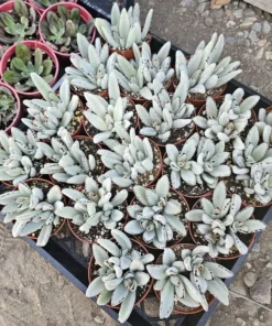 Kalanchoe Tomentosa Panda Plant | Kalanchoe Panda Plant | Rare Succulent | 2in pot | 4in pot