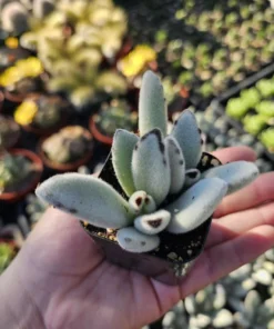 Kalanchoe Tomentosa Panda Plant | Kalanchoe Panda Plant | Rare Succulent | 2in pot | 4in pot