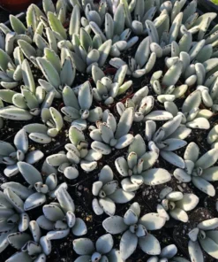 Kalanchoe Tomentosa Panda Plant | Kalanchoe Panda Plant | Rare Succulent | 2in pot | 4in pot